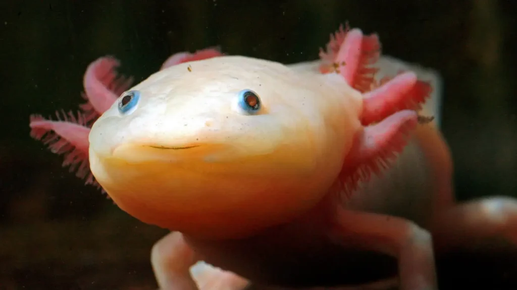 Axolotlis