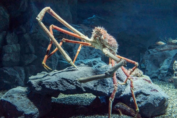 Huge crustacean clinging to a stone with its long legs. Keisčiausi gyvūnai