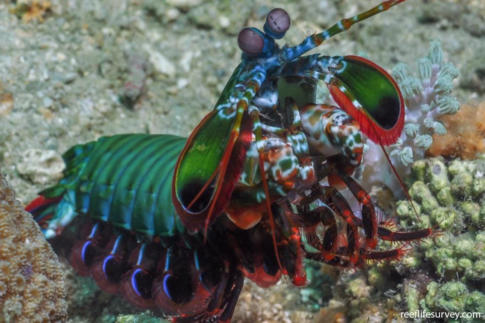 Mantis Keisčiausi gyvūnai