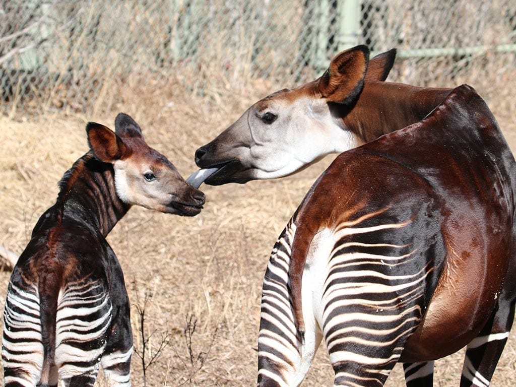 Okapis Keisčiausi gyvūnai