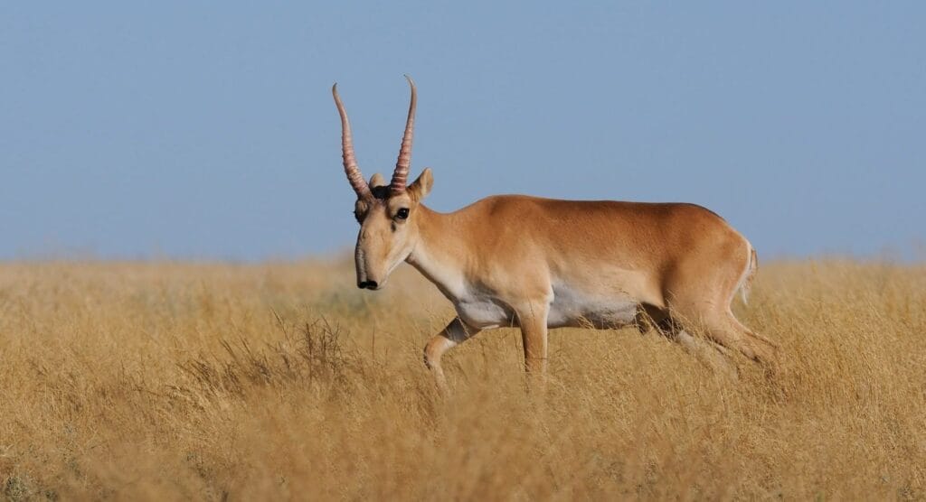 Saiga Keisčiausi gyvūnai